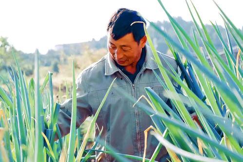 洋大葱在线观看,一场视觉与味蕾的双重盛宴
